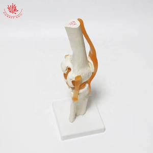 Modelo anatómico <span class=keywords><strong>de</strong></span> articulación <span class=keywords><strong>de</strong></span> <span class=keywords><strong>rodilla</strong></span> <span class=keywords><strong>de</strong></span> tamaño Natural humano FRT029 modelo <span class=keywords><strong>de</strong></span> esqueleto <span class=keywords><strong>de</strong></span> anatomía con <span class=keywords><strong>ligamentos</strong></span> - Product Image 6
