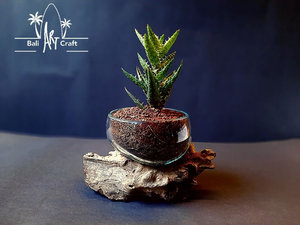 Benutzer definierte unregelmäßige Formen Glas vasen Terrarien Holz Tretlager DIY Geschenk pflanzung Grow <span class=keywords><strong>Terrarium</strong></span> Kit für Kinder - Product Image 6