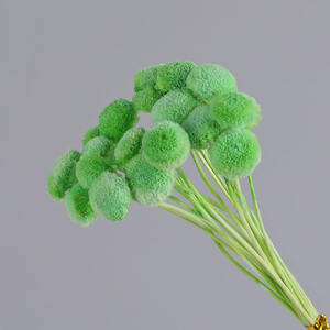 20 pièces/lot Fleurs <span class=keywords><strong>de</strong></span> bouton séchées naturelles colorées DIY Arrangements floraux Diplôme Fleurs réelles conservées longue durée - Product Image 4