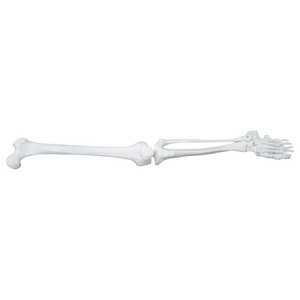 Modelo de <span class=keywords><strong>Esqueleto</strong></span> <span class=keywords><strong>Humano</strong></span> de Extremidad <span class=keywords><strong>Inferior</strong></span> a Escala Real (en Pares) para Entrenamiento Anatómico en Ciencias Médicas - Product Image 1