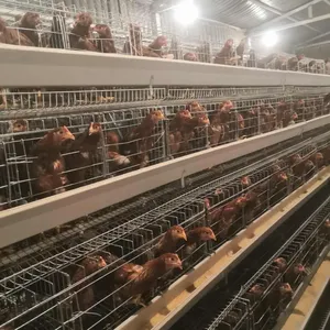 SONCAP Peralatan Unggas Kandang Ayam untuk Lapisan dan Broiler