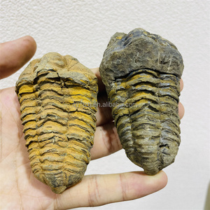Trilobita <span class=keywords><strong>de</strong></span> Gran Tamaño <span class=keywords><strong>de</strong></span> <span class=keywords><strong>Marruecos</strong></span>, Trilobita Calymenida Enrollada, Fósil <span class=keywords><strong>de</strong></span> Flexicalymene, Espécimen para Colección y Decoración del Hogar - Product Image 1