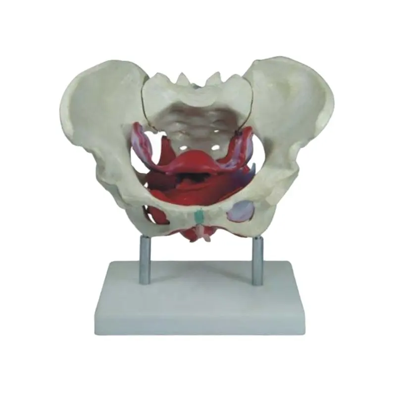 Darhmmy Vrouwelijke Bekkenspieren En Organen Modelleren Menselijk Anatomie Skeletmodel Voor Medische Wetenschap