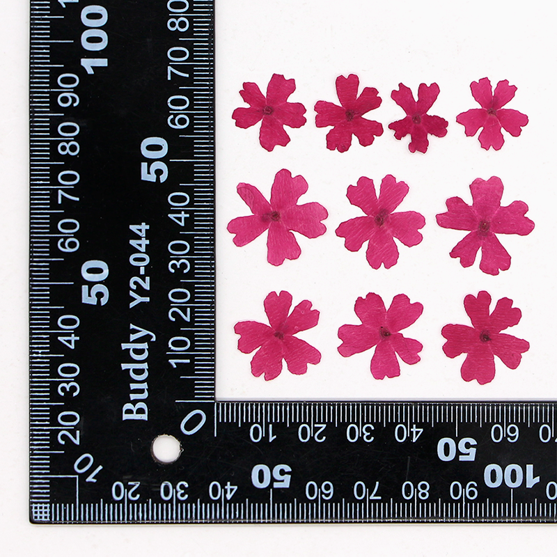Fuchsia teint 12 pcs/sac