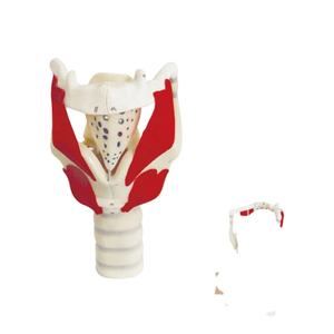 Structure <span class=keywords><strong>du</strong></span> larynx médical <span class=keywords><strong>humain</strong></span> de haute qualité et modèle d'enseignement médical élargi fonctionnel - Product Image 2