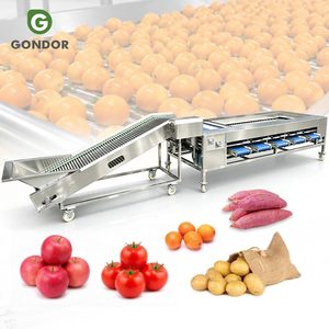 Ligne de production de tri et de calibrage de fruits (pommes, champignons, ananas, oranges) avec machine de lavage et de cireuse à rouleaux - Product Image 1