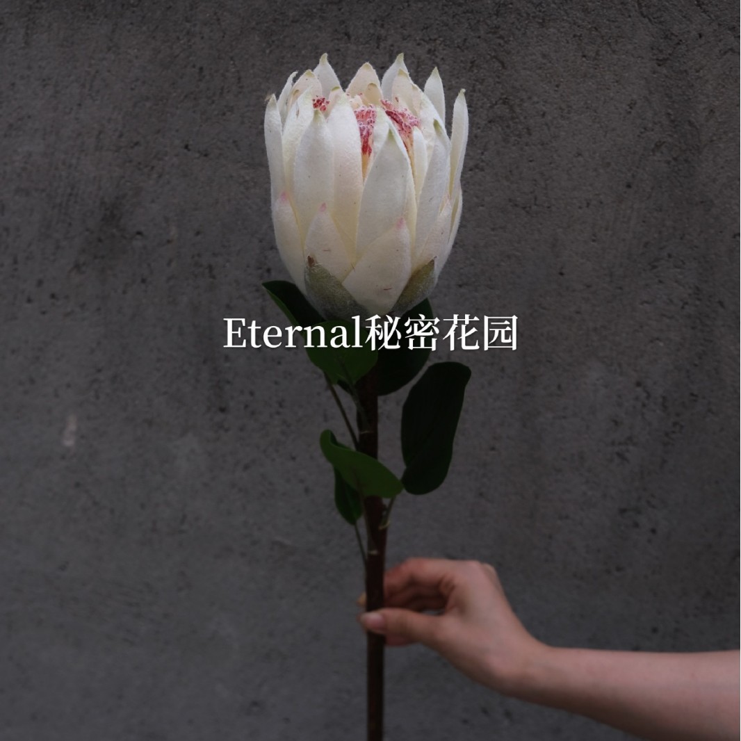 Protea