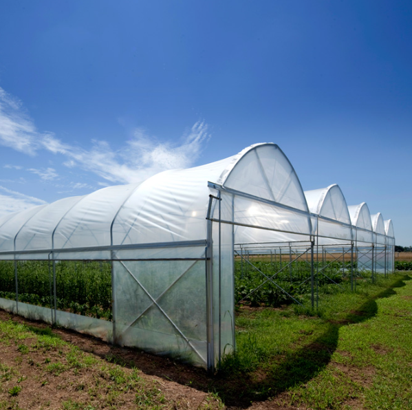 Jiapei Multi-Span PE Film Greenhouse with Cooling System Seed Bed Hydroponic Irrigation for Agricultural Use