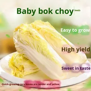 Semillas de Repollo Dorado de Cuatro Estaciones, de Crecimiento Rápido y Alto Rendimiento, Origen Hunan, Semillas de Vegetales para Siembra - Product Image 5