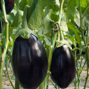 Graines de Aubergine Hybride F1 Black Beauty Qualité Supérieure Rendement Élevé Graines de Brinjal Moon Star Origine Pakistan - Product Image 2