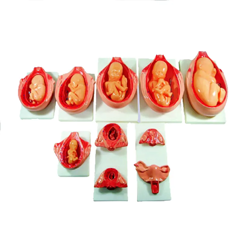 의학 PVC 시뮬레이터 의학 전시를 위한 인간적인 해부학 태아 발달 모형