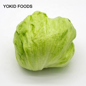 Commercio all'ingrosso di Buona Prodotto Verde Fresco Marche Lattuga Iceberg - Product Image 3