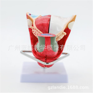 Modèles d'anatomie interne et externe des organes génitaux masculins ; Modèles d'anatomie reproductive masculine ; Modèle de testicule ; Modèle de pénis - Product Image 5