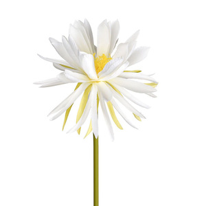 Bouquet d'épiphyllum artificiel 30cm-100cm, fleurs en soie, accessoires de mariage en extérieur, décoration intérieure, blanc crème, rose, bleu, rouge, orange - Product Image 5