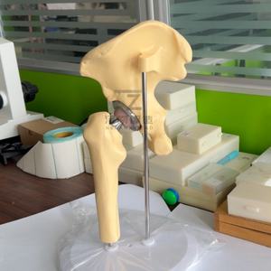 แบบจำลองข้อสะโพกเทียมรุ่นใหม่ปี 2025 คุณภาพสูงสำหรับการเรียนการสอนทางการแพทย์ - Product Image 3