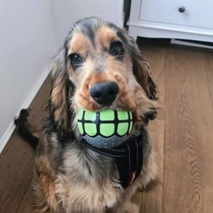 Interactive Cute Fashion <b>Dog</b> Chew Toy <b>Balls</b> Bruxism Novelty Vinyl <b>Ball</b> Vocal Colorful Tooth Pattern Design Squeaky Sound Daily - Product Image 3