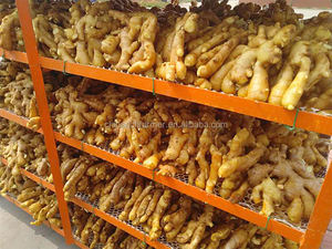 סיני ג 'ינג' ר גדול על מכירות חמות - Product Image 3