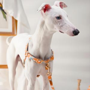 Harnais pour chien de petite taille en coton respirant de qualité supérieure avec boucles modernes personnalisées et conception de sécurité détachable durable pour petits chiens - Product Image 3