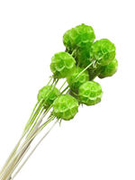 Fleur de Scabiosa Éternelle Préservée Bourgogne Têtes de Fleurs Séchées Tiges Éternelles Remplissage de Bouquet DIY Décoration de Mariage Vente en Gros
