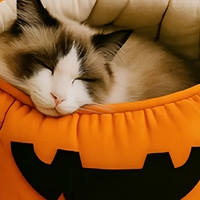 Lit pour animaux de compagnie en forme de citrouille de Noël, chaud, toutes saisons, en tissu épais, motif citrouille, pour la maison, la voiture, les petits animaux