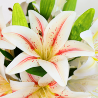 Bunga Lily Artificial Real Touch Grosir 72cm, Bunga Lily Palsu dengan 2 Bunga untuk Dekorasi Pernikahan, Dekorasi Rumah, Pasokan Grosir