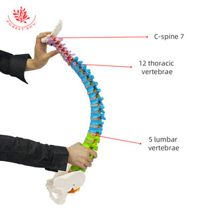 Modèle de colonne vertébrale pour l'enseignement de la rééducation osseuse, squelette humain médical, modèle de colonne vertébrale humaine flexible grandeur nature adulte 1:1 - Product Image 1