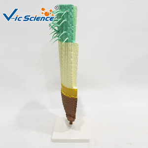 Modèle de structure de racine de maïs ; outil pédagogique pour l'enseignement de l'anatomie des racines des plantes monocotylédones. - Product Image 3