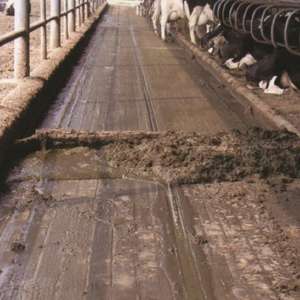 Viehdung reinigungs maschine Edelstahl-Mistabsc haber platte für Tierhaltung geräte - Product Image 2