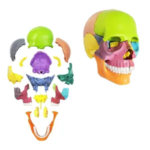 FRT024 Medical Teaching 15 Parts Assembled Head Bone Model Made Of High Quality Different Color Material Anatomy Skull Model