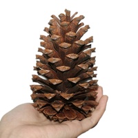 Pinecone cones de pinha natural decorativos, artesanato, floristas, decoração de casa, caixa de presentes, plantas artificiais