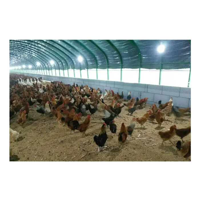 China design low cost prefabricated steel cow/ cattle/ sheep/chicken farm building/house/barn/shed