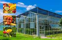 Serre intelligente pour la culture de légumes, légumes purs et naturels