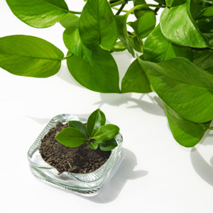 Fertilizante orgánico de fermentación de <span class=keywords><strong>flora</strong></span> microbiana, estiércol de vaca inodoro, bacterias vivas, polvo de liberación lenta para verduras de invernadero - Product Image 5