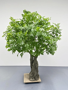 Albero <span class=keywords><strong>di</strong></span> Banyan artificiale melone e castagno al coperto all'aperto centro commerciale Hotel simulazione albero giardino decorazione <span class=keywords><strong>di</strong></span> nozze - Product Image 5