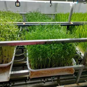 Ce RoHS thức ăn gia súc cỏ hydroponics trang trại container thức ăn gia súc microgreen phát triển hệ thống vườn ươm cây giống trồng nông nghiệp - Product Image 4