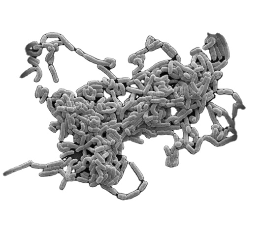 Высокое качество Lactobacillus Casei