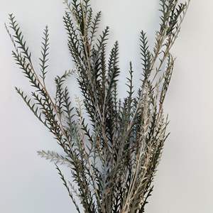 Venta de Fábrica, Hoja de Diente de Sable Eterna, Flores Secas Preservadas, Decoración para el Día de San Valentín, Larga Duración, Preservación de 3 a 5 Años - Product Image 4