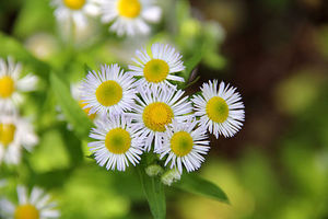 Erigeron อัลบัมสึปัสชนิดผง,ตัวอย่างฟรี98% อิเลคโทรนิคส์10%-98% - Product Image 2