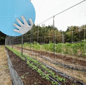 Filet de soutien pour plantes grimpantes en maille plastique PP pour jardin, serre, concombres, tomates, haricots verts - Product Image 1