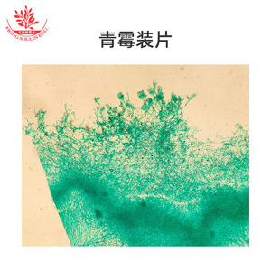 Las secciones de muestras de microscopio de laboratorio biológico presentan estructuras típicas y un coloración clara y brillante; 25 tipos de portaplatinas con - Product Image 3