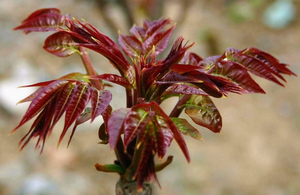 โรงงานผลิตสารสกัดจากต้นตูนธรรมชาติ/ผงสารสกัดจากต้นตูนซิเนนซิส - Product Image 2