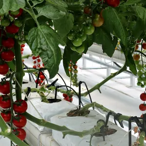 Tomate hidroponia e equipamento de cultivo de coco/hidroponia cultivando sistemas/bandejas hidropônicas