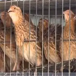 Vertical thick encrypted quail cage 6 layers 600 quail can be farmed