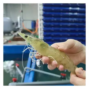 软壳蟹垂直养殖泥蟹育肥大尺寸塑料蟹箱全新设计