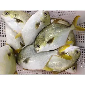 China Supplier High Quality Frozen Farming Golden Pompano Fish Halal Golden Pompano Wholesale Price 200-300 300-500 600-800