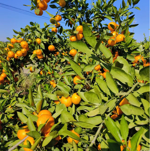 Bán Buôn Trung Quốc Cao Cấp Tươi Citrus Không Hạt Tangerine Lá Nhỏ Tangerine Mandarin - Product Image 4