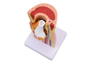 Modelo Anatómico Funcional <span class=keywords><strong>de</strong></span> <span class=keywords><strong>Rodilla</strong></span> Humana Desmontable con Estructura <span class=keywords><strong>de</strong></span> Piel, Músculos y Ligamentos <span class=keywords><strong>para</strong></span> Enseñanza Médica - Product Image 5
