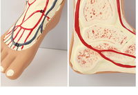 Maniquí de simulación médica de plástico para la circulación sanguínea humana, cirugía cardíaca, arteria, vena, Nervio, anatomía vascular, ciencia médica