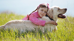 Collar con Feromonas Calmantes para Perros Medianos/Grandes, Calma y Conforta a los Perros Durante el Entrenamiento, Estancias, Ruidos Fuertes y Miedos al Aire Libre - Product Image 2