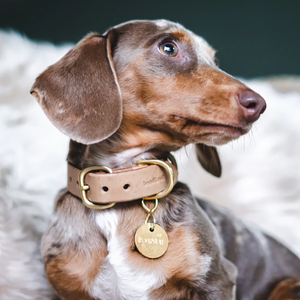 Luxus Haustier-Katzenhalsband aus Leder in Individuellen Farben, Wasserdicht, Klassische Hundehalsbänder aus Veganem Echtleder - Product Image 5
